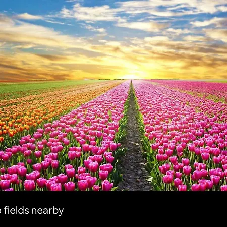 Buddha Style Family House & Jacuzzi & Sauna Near Amsterdam Chalet Vijfhuizen