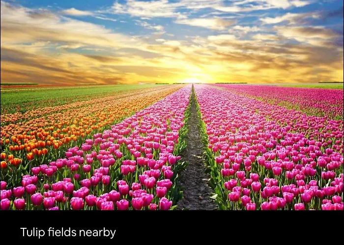 1001 Nights Luxury Spa Oasis With Jacuzzi Sauna And Garden Near Amsterdam 샬레 Vijfhuizen